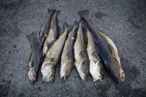 fresh-norwegian-fish.jpg